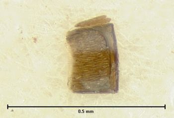 Media type: image;   Entomology 6576 Aspect: body parts